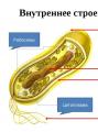Cytoplazma komórki bakteryjnej